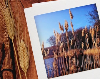 Thanksgiving Card, Handmade Greeting Card, Autumn Photo, Fall Greeting Card, Ornamental Grass Photo, Blank Notecard, Autumn, Pennsylvania