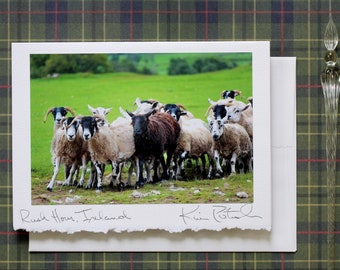 St. Patrick's Day Greeting Card, Photo Greeting Card, Irish Humor Card, Sheep Photo, Ireland Photo, Handmade Card, Travel Photography, Blank