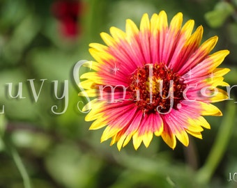 Pink and Yellow Flower Photograph