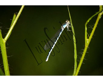 Libelle-Schlummer-Photographie