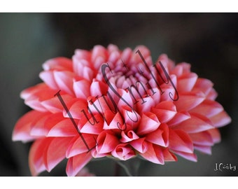 Pink Dahlia Photograph