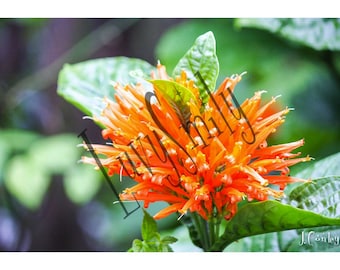 Orange Petals Photograph