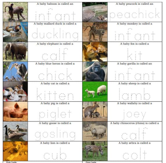 Baby Animals Practice Writing Baby Animal Names Rewriters Etsy