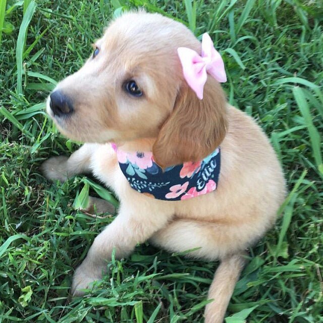 Personalized Dog Bandana Girl Dog Bandana Flower Dog Bandana Etsy