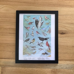 Bird Identification Chart Avian Species Poster 11 x 14 Winter Birds Northern US Northeast Common Names Vintage Reproduction