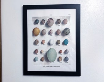 May include: A framed print featuring a collection of bird eggs, each with a unique color and pattern. The print is titled "EGG" and includes the text "EGGS OF NORTH AMERICAN BIRDS (LIFE SIZE)". The frame is black.