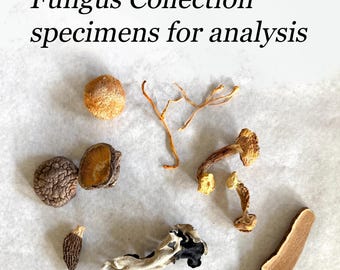 Dried Fungi Specimen Collection: Natural Science Resource