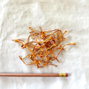 May include: A pile of dried, orange-brown cordyceps mushrooms. The mushrooms have a thin, string-like appearance. A pencil is placed next to the mushrooms for scale.