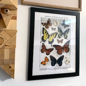 Butterfly Moth Identification Chart Poster Vintage Reproduction 11x14 American Swallowtail Monarch Latin Names Mothers Day or Easter Gift