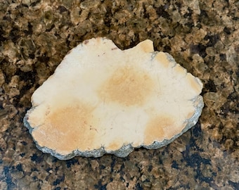 May include: A light-colored, irregularly shaped stone with a rough, textured edge. The stone has a creamy white base with patches of tan and brown. The stone is likely a decorative item or a natural specimen.