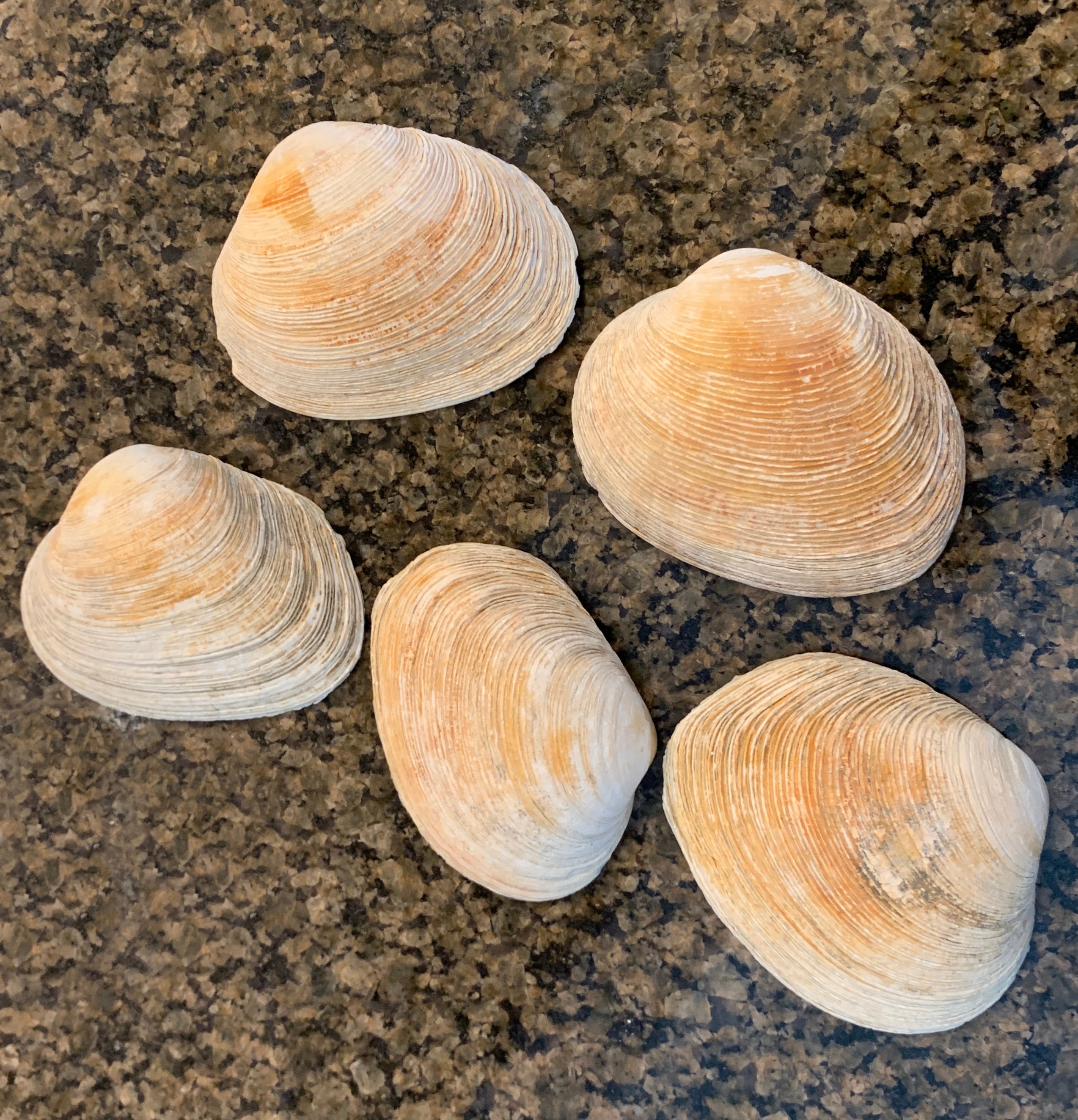 5 Clam Shells Large Quahog 3.54 Inch Shells White & Purple Etsy