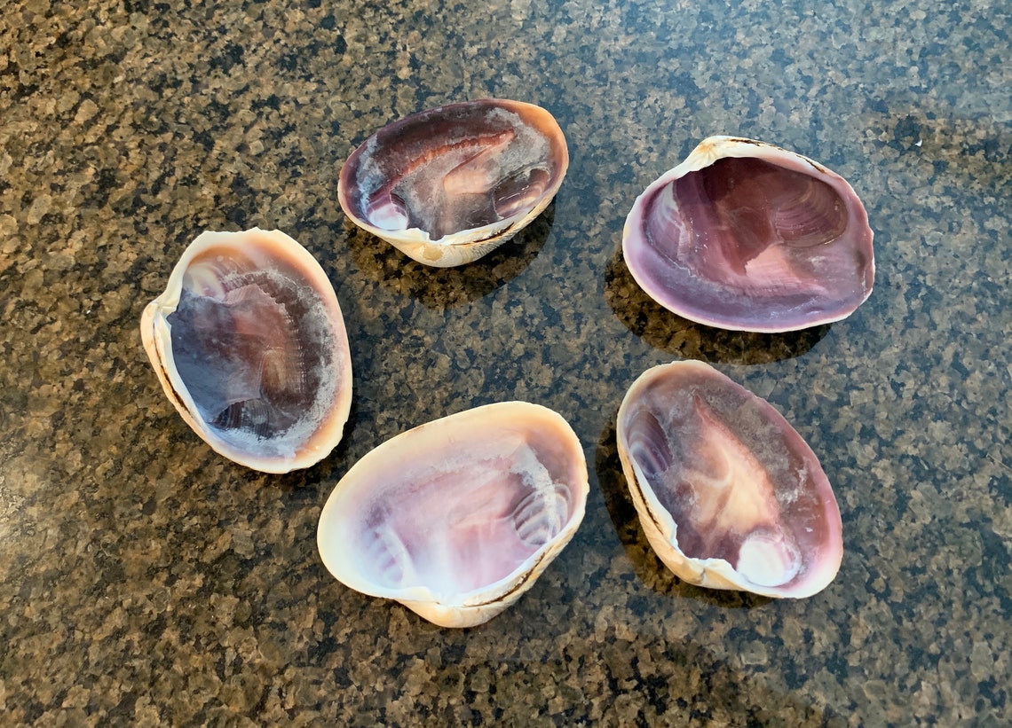 5 Clam Shells Large Quahog 3.54 Inch Shells White & Purple Etsy