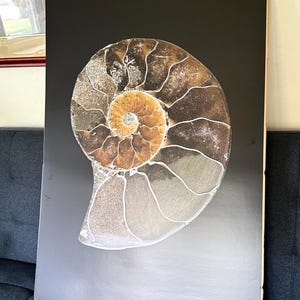 Large Nautilus poster Large ammonite shell print bedroom classroom dorm beach house science wall art pelagic mollusc cephalopod poster gift