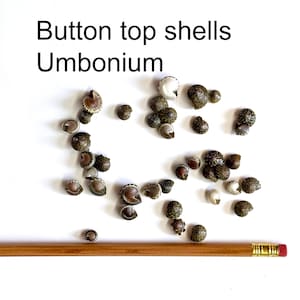 May include: A collection of small, brown and white button top shells, also known as Umbonium, scattered on a white surface. A wooden pencil is placed below the shells.