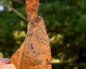 May include: A thin, flat, irregularly shaped piece of polished stone featuring a warm color palette of tan, ochre, and deep brown. The surface displays natural dark veining and intricate, branch-like patterns throughout the textured material.