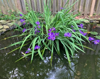 May include: Purple iris flowers blooming in a small pond surrounded by green foliage. The pond is surrounded by a wooden fence.