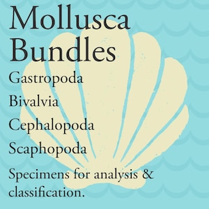 May include: A graphic with the words "Mollusca Bundles" in dark blue, with a light yellow seashell shape on a light blue background. The text lists Gastropoda, Bivalvia, Cephalopoda, Scaphopoda, and "Specimens for analysis & classification."