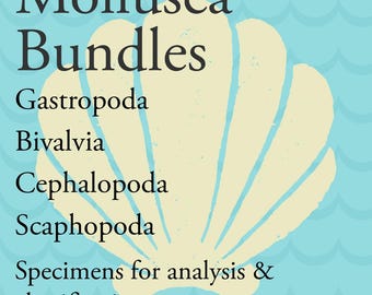 May include: A light cream-colored seashell illustration centered on a light blue background with a wave pattern. The text reads: Mollusca Bundles, Gastropoda, Bivalvia, Cephalopoda, Scaphopoda, Specimens for analysis & classification in dark gray font.