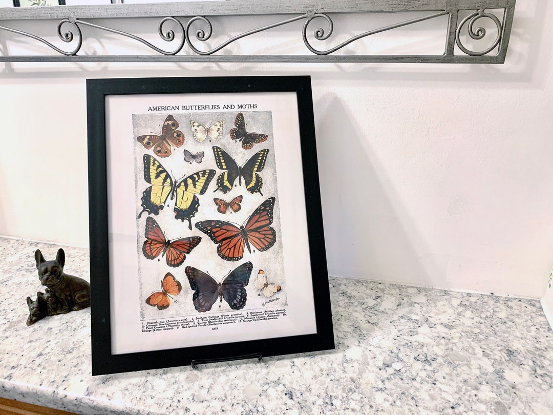 Butterfly Moth Identification Chart Poster Vintage Reproduction Poster