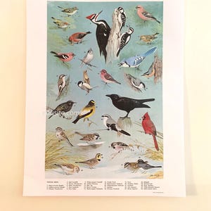 May include: A vintage print featuring a variety of colorful birds, including a red cardinal, blue jay, and woodpeckers. The birds are set against a light blue background with a few sprigs of grass. The print is labeled "Winter Birds" with numbered names.