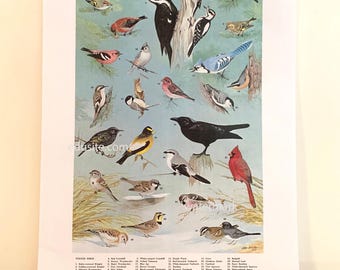 May include: A vintage print featuring a variety of colorful birds, including a red cardinal, blue jay, and woodpeckers. The birds are set against a light blue background with a few sprigs of grass. The print is labeled "Winter Birds" with numbered names.
