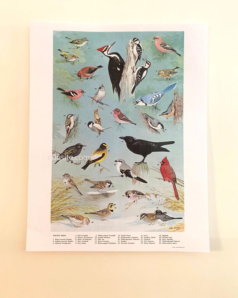 Winter Bird Identification Chart: Vintage Avian Poster, Northern US ...