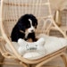 Propietario de <a href='https://www.etsy.com/mx/shop/LittleYellowNest?ref=l2-about-shopname&from_page=listing' class='wt-text-link'>LittleYellowNest</a>