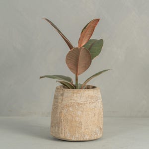 Sun Bleached Teak Honey Pot Small Vessel (Free Shipping)