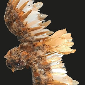 May include: A decorative owl figurine crafted from layered feathers in shades of brown, tan, and white. The wings are extended in a flight position, with the tips of the primary feathers accented by a shimmering gold glitter finish.