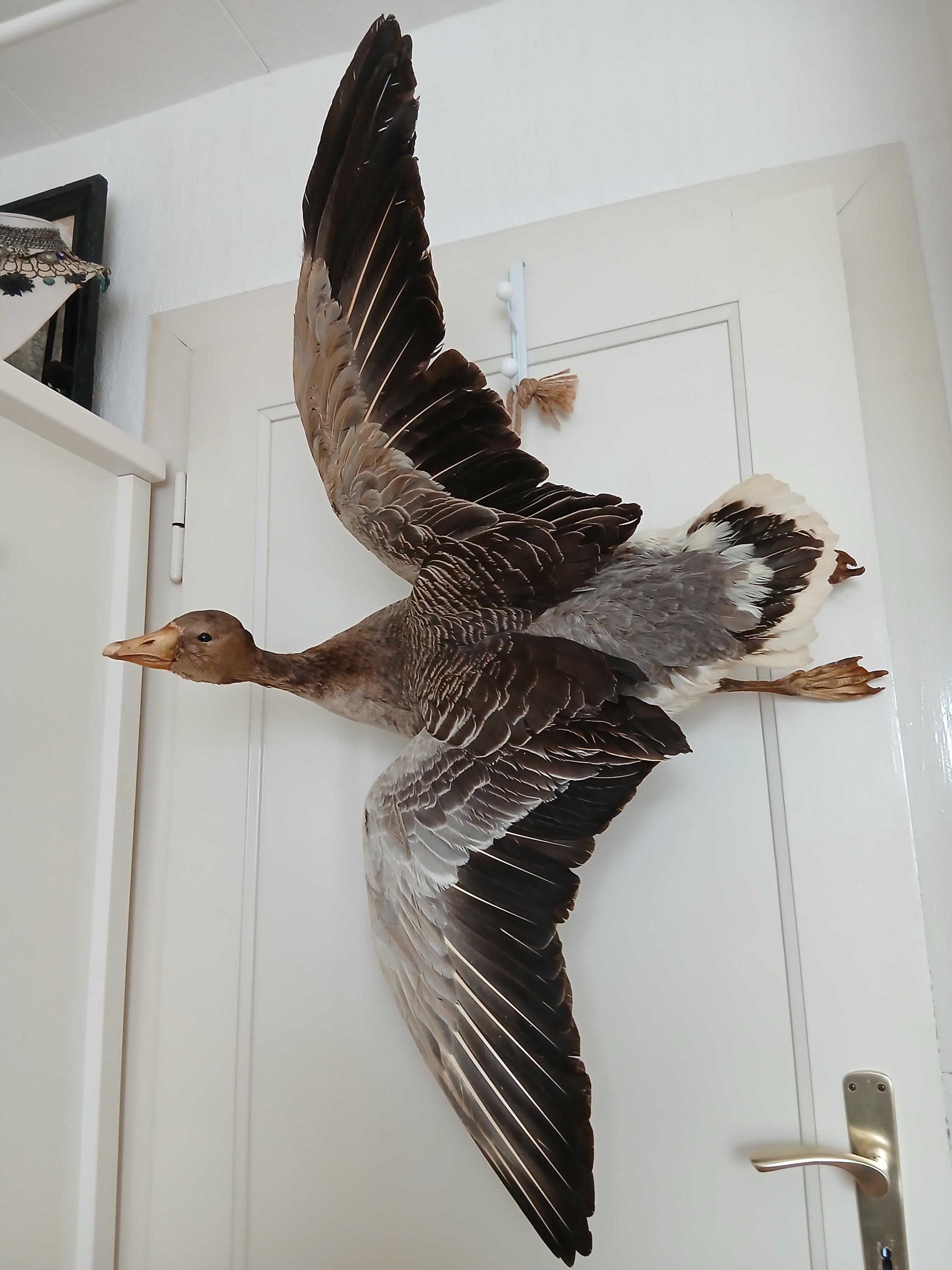 Antique Taxidermy Bird
