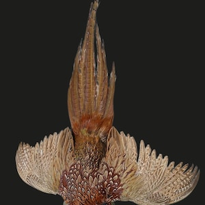 May include: A taxidermy ring-necked pheasant with wings fully extended in a downward flight position. The bird features iridescent green head feathers, a red eye patch, and a long, pointed tail with brown, black, and tan patterned plumage.