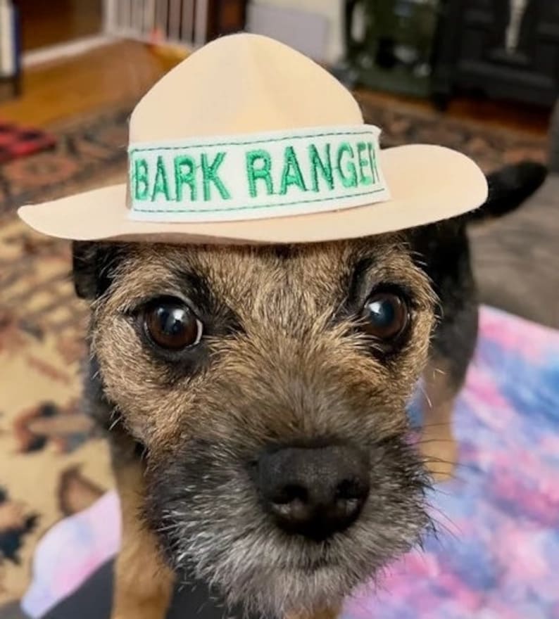 May include: A brown and black terrier dog wearing a tan hat with a green band that says "Bark Ranger".