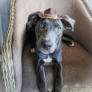 May include: A gray and white puppy wearing a brown hat with the word "SMOKEY" on it. The puppy is sitting in a wicker chair.