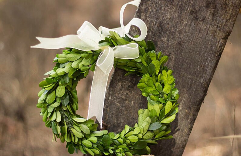 Dried Flowers Preserved 8 Boxwood Boxwood Boxwood for Wedding Natural Boxwood Wreath With Ribbon Boxwood Etsy Boxwood Wreath
