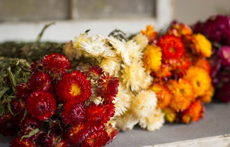 Strawflowers Straw Flowers Dark Pink Straw Flowers Dried ...