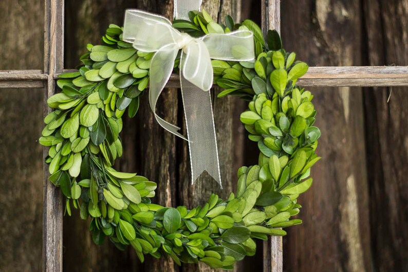 Dried Flowers Preserved 8 Boxwood Boxwood Boxwood for Wedding Natural Boxwood Wreath With Ribbon Boxwood Etsy Boxwood Wreath
