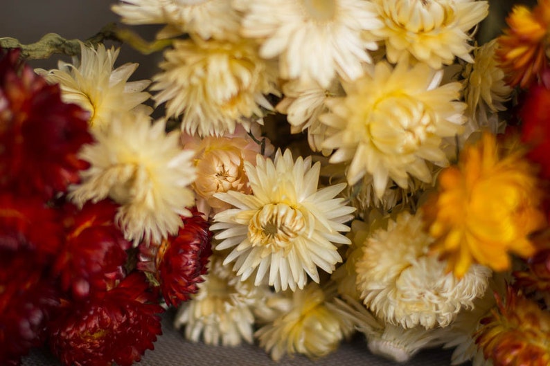 Strawflowers Straw Flowers Dark Pink Straw Flowers Dried ...