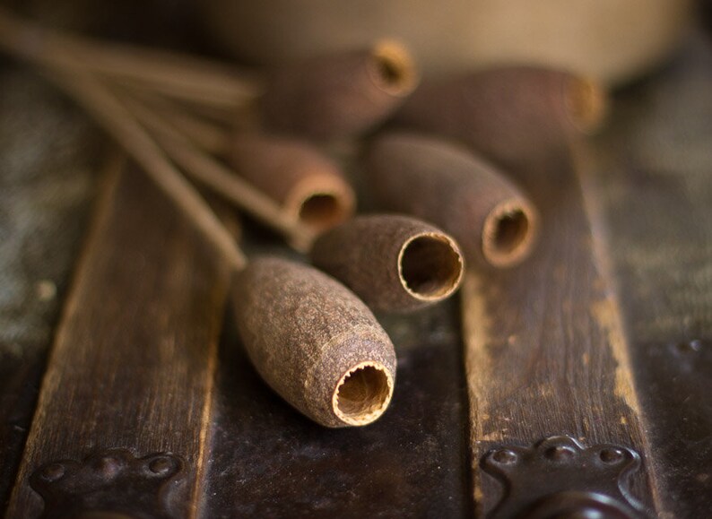 Trumpet Pods Dried Pods Dried Flowers Stemmed Pods Natural Etsy