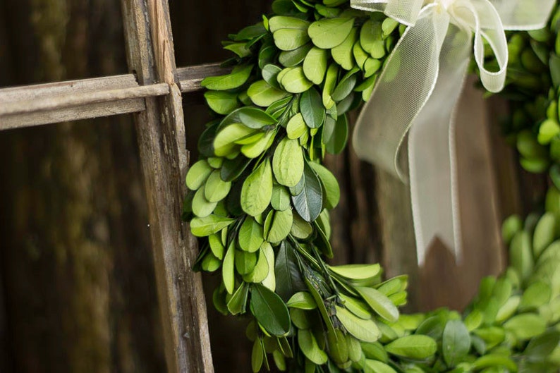 Dried Flowers Preserved 8 Boxwood Boxwood Boxwood for Wedding Natural Boxwood Wreath With Ribbon Boxwood Etsy Boxwood Wreath