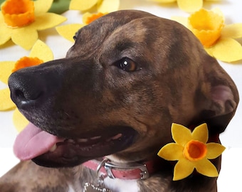 Felt Daffodil Dog Collar Flower, Yellow Collar Corsage, Spring Fashion for Dogs, St. David's Day Welsh Doggie Gift