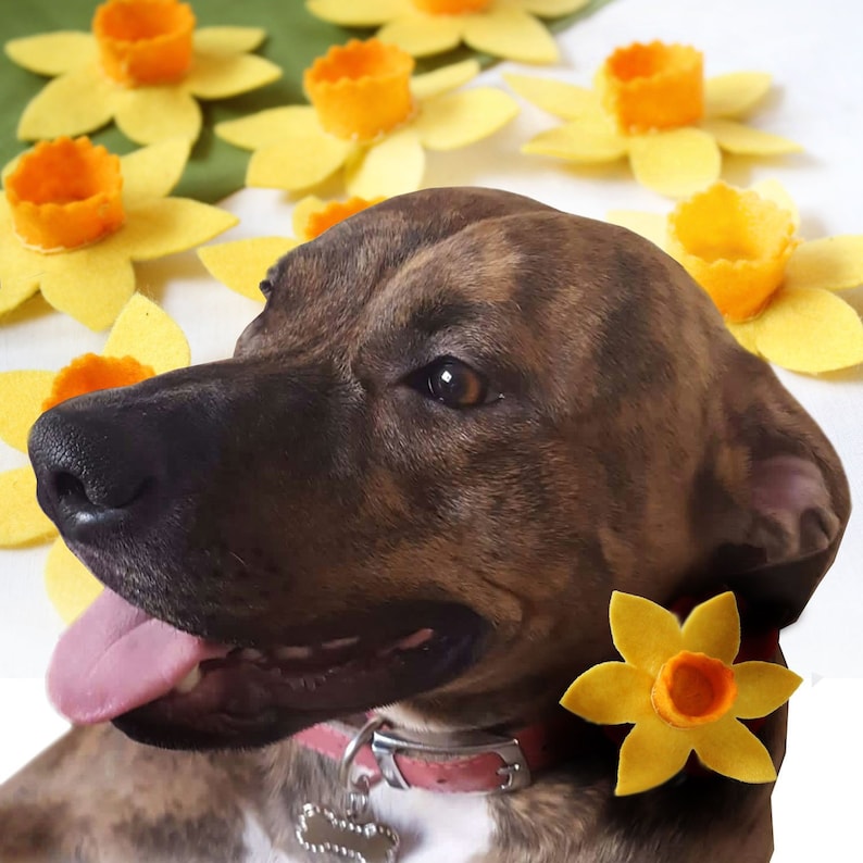 May include: A brown dog wearing a yellow felt daffodil flower on it's collar. The dog is surrounded by yellow felt daffodil collar flowers.