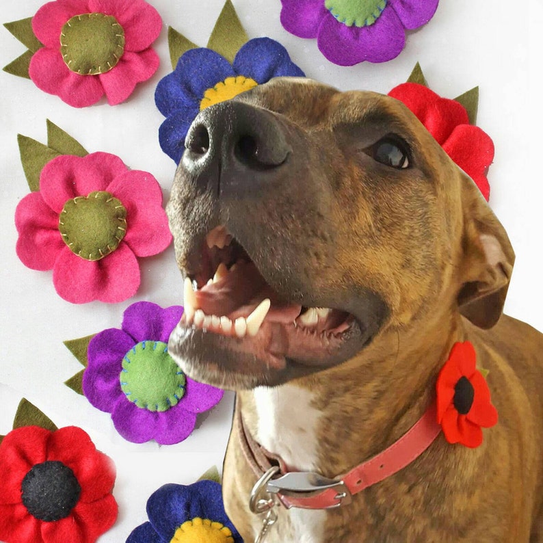 Dog Collar Flower Felt Poppy Collar Corsage Colourful Dog Etsy