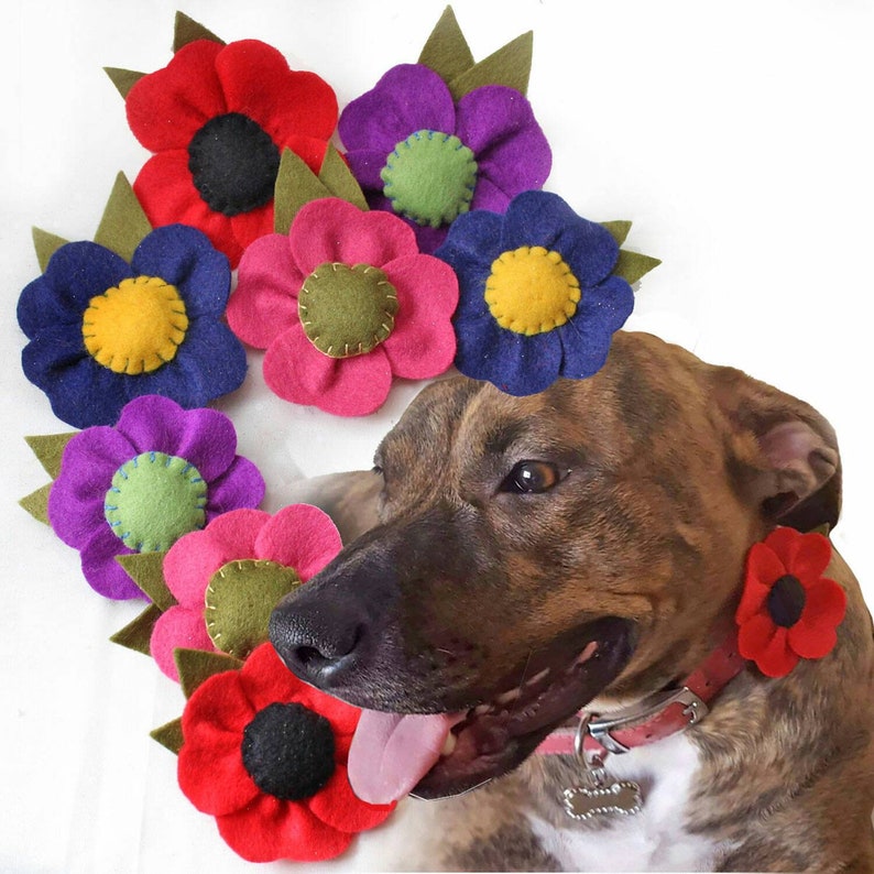Dog Collar Flower Felt Poppy Collar Corsage Colourful Dog Etsy