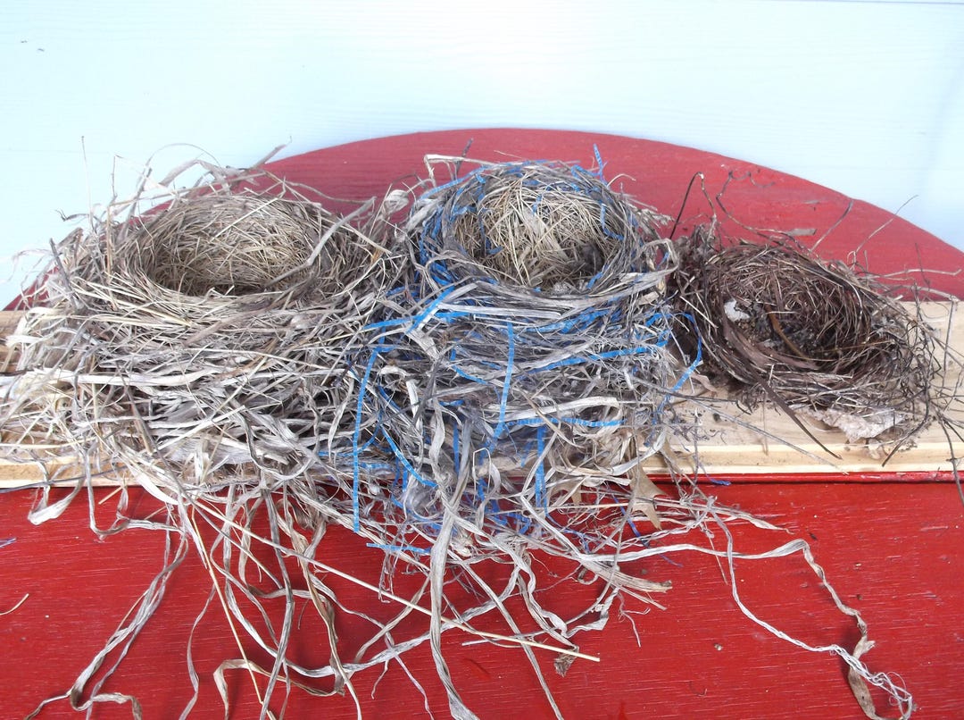 Selection Real Birds Nest: Natural Woven Twig & Grass. Nature Display ...