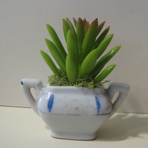 May include: A small white ceramic planter with blue trim, shaped like a teapot, with a green succulent plant inside.