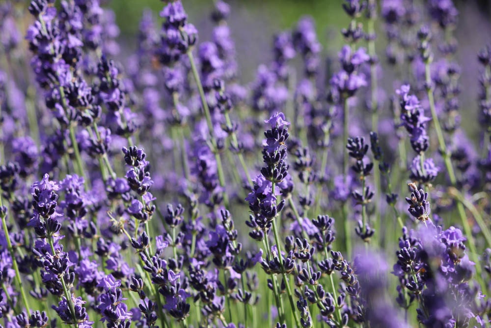 Buena Vista Lavender Essential Oil Lavandula augustifolia | Etsy