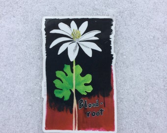 Bloodroot Sticker – Waterproof Vinyl Decal – Botanical Herbal Plant Sticker – Wildflower Art for Nature Journals, Water Bottles, Laptops