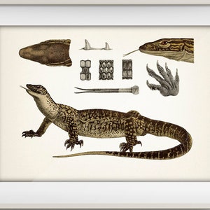 Monitor Lizard - RE-10 - Fine art print of a vintage natural history academia illustration.