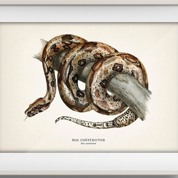 Boa Constrictor Etsy