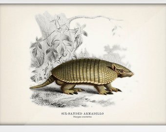 Six-Banded Armadillo - Dasypus sexcinctus [1849]  MA-13 - Fine art print of a vintage natural history academia illustration